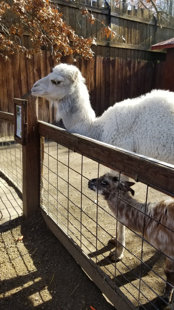 Living Treasures Moraine - Dromedary calf, alpaca