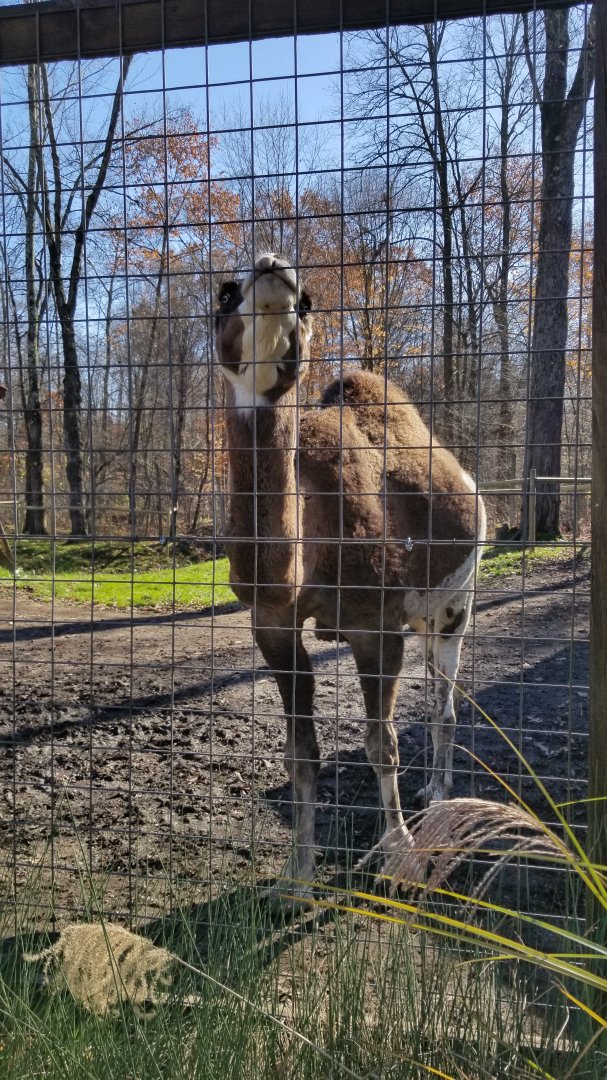 Living Treasures Moraine - Dromedary camel