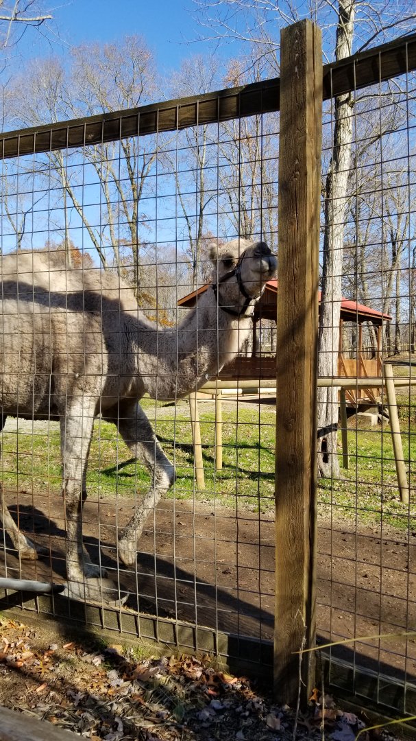 Living Treasures Moraine - Dromedary camel