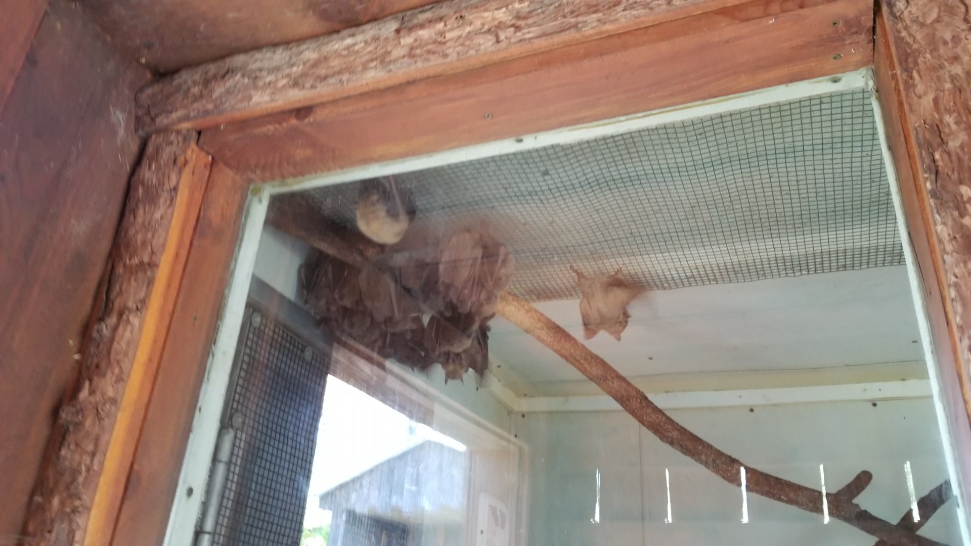 Living Treasures Moraine - Egyptian fruit bats