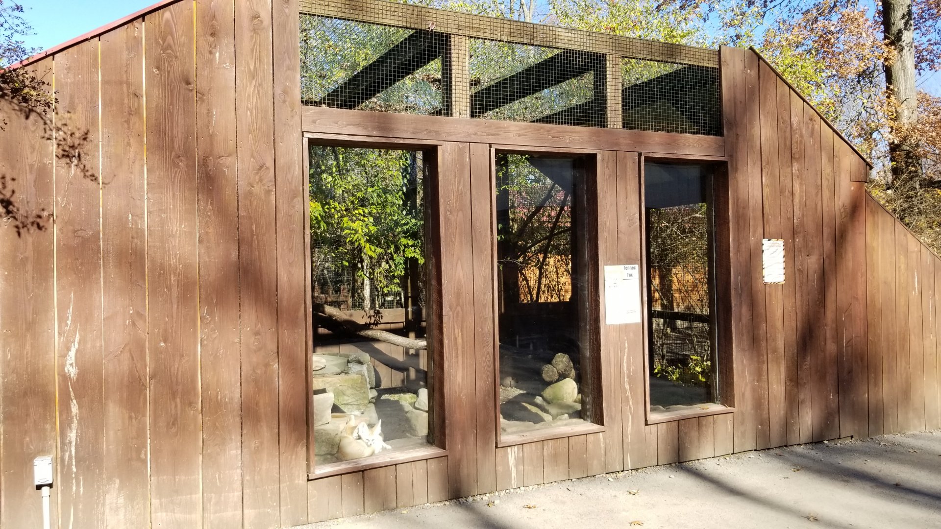 Living Treasures Moraine - Fennec foxes