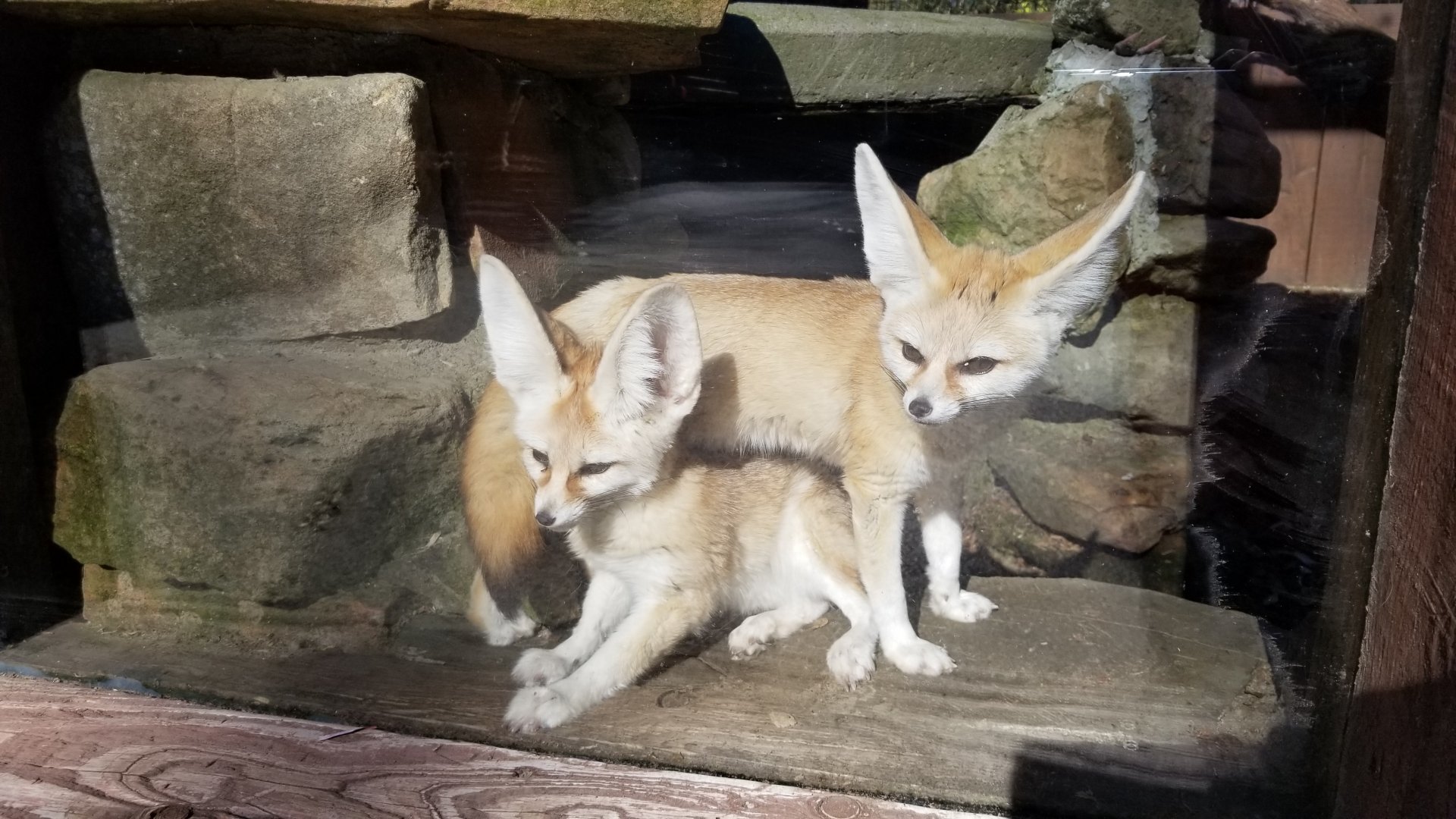 Living Treasures Moraine - Fennec foxes