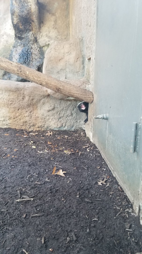 Living Treasures Moraine - Honey Badger