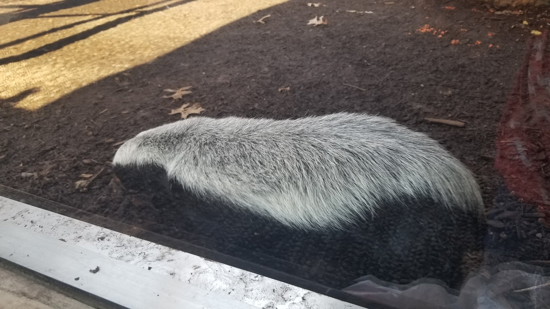 Living Treasures Moraine - Honey badger