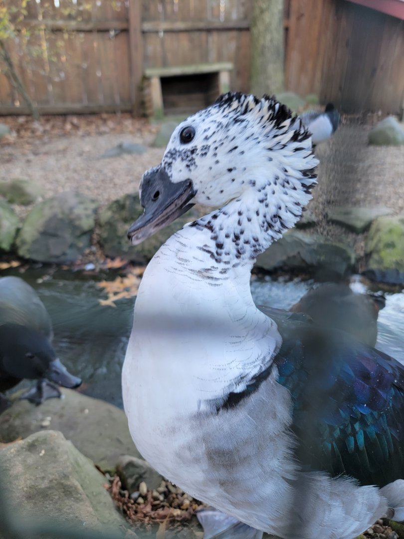 Living Treasures Moraine - Knob-billed duck trying to fight off others for food (that I didn't have)