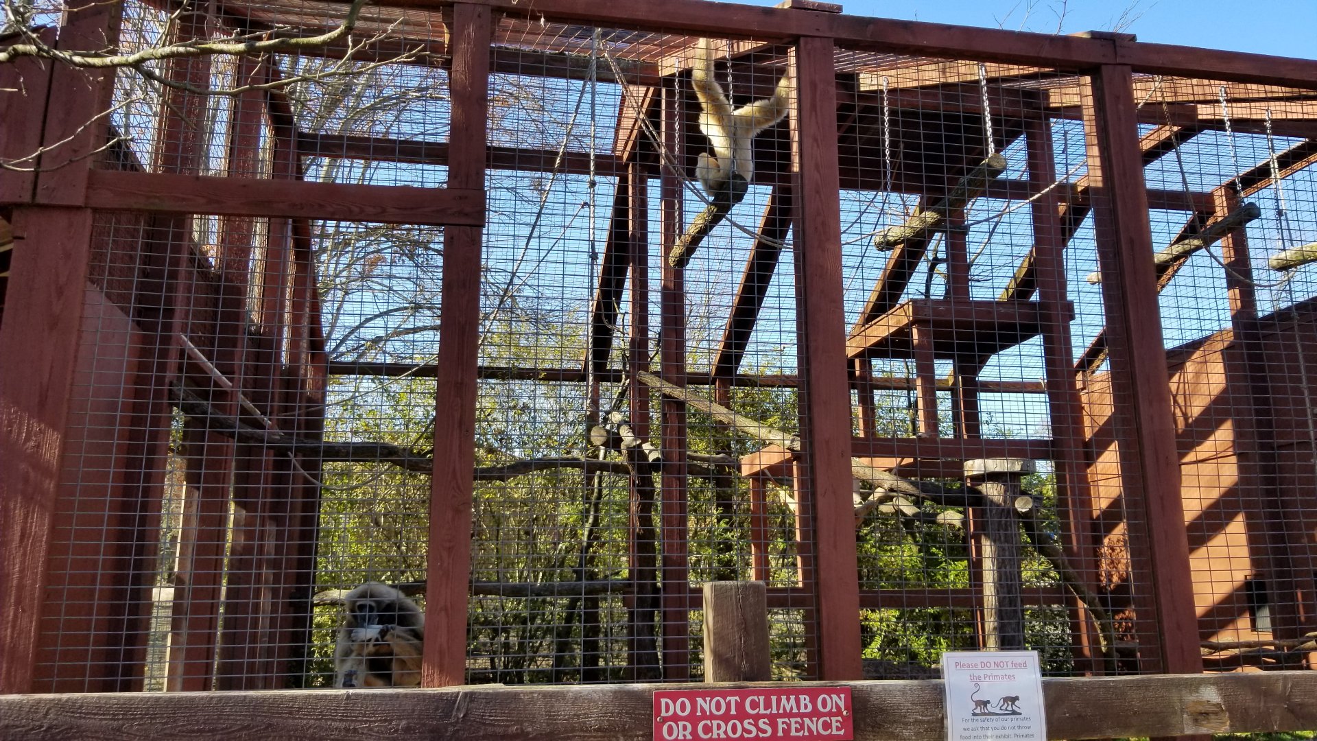 Living Treasures Moraine - Lar gibbons, second exhibit