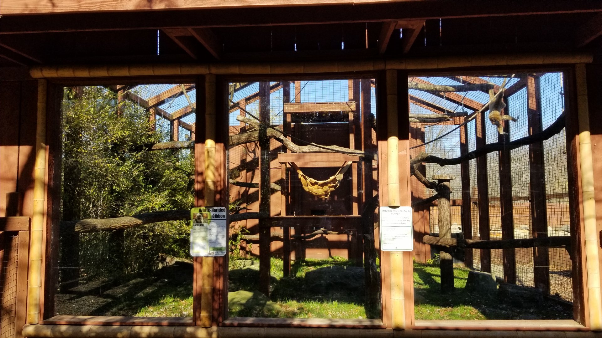 Living Treasures Moraine - Lar gibbons, second exhibit