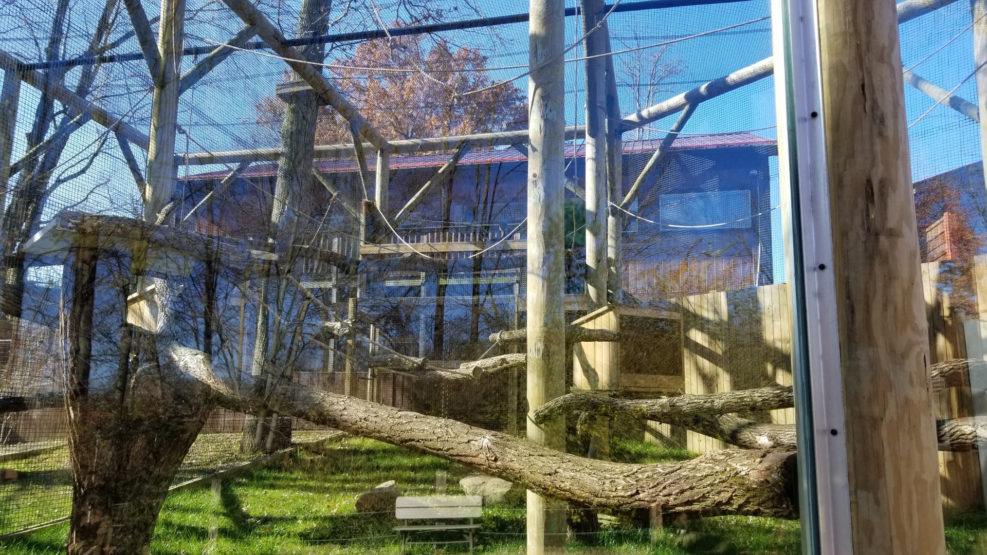 Living Treasures Moraine - Lar gibbons