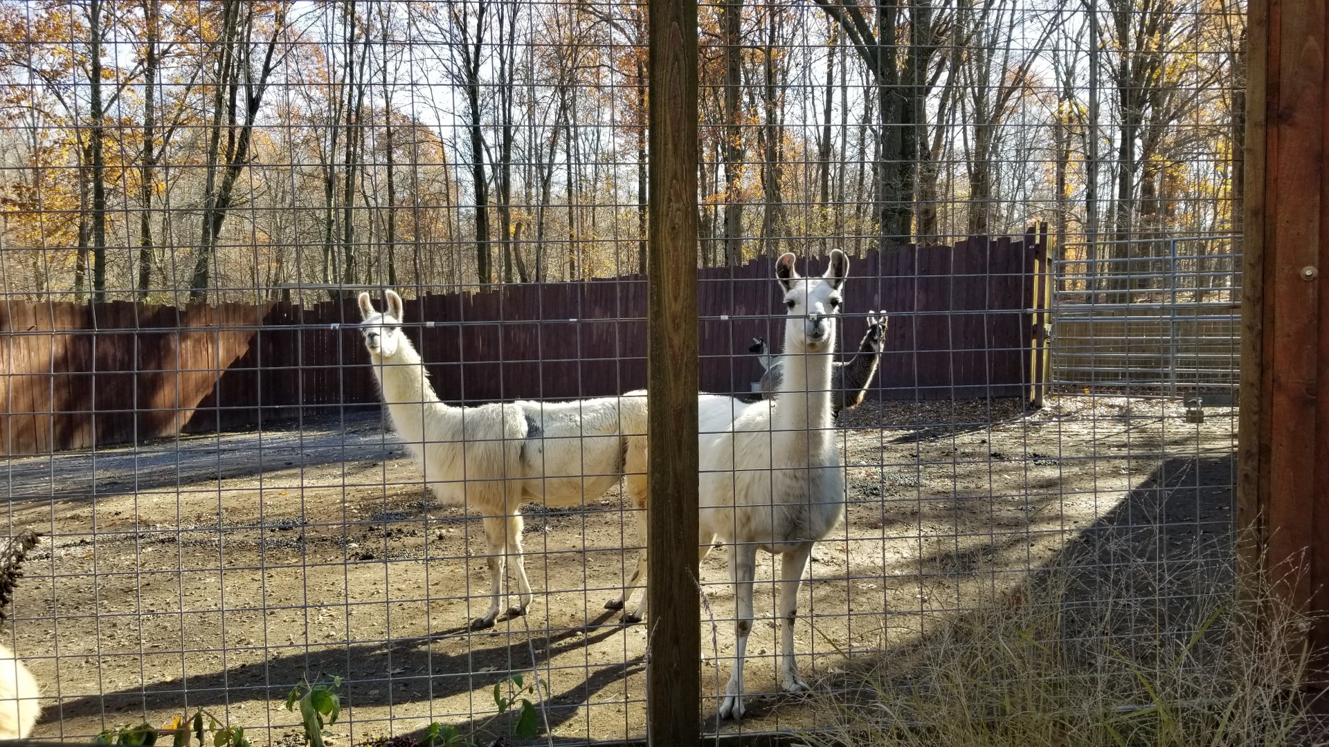 Living Treasures Moraine - Llamas