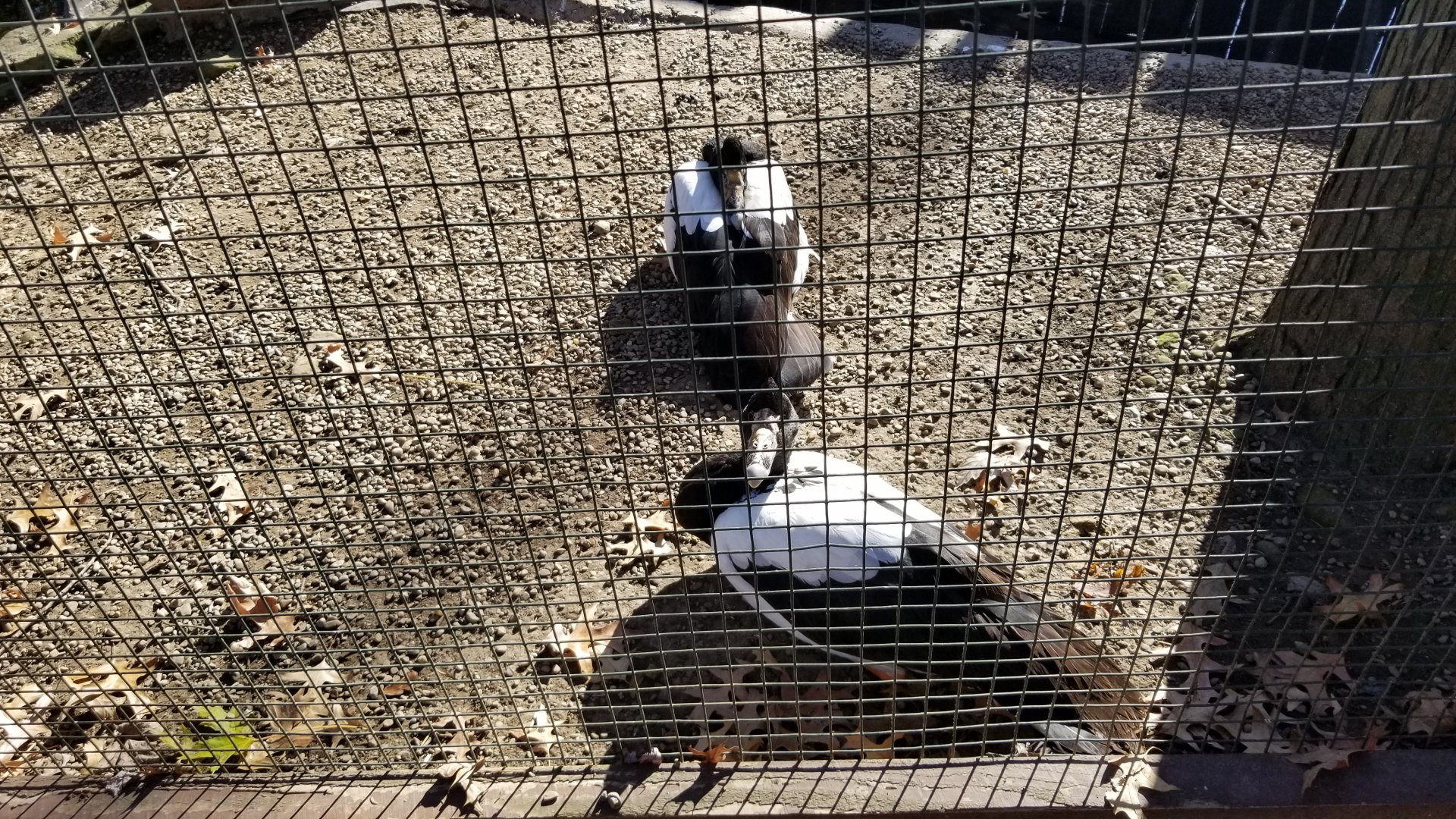 Living Treasures Moraine - Magpie geese
