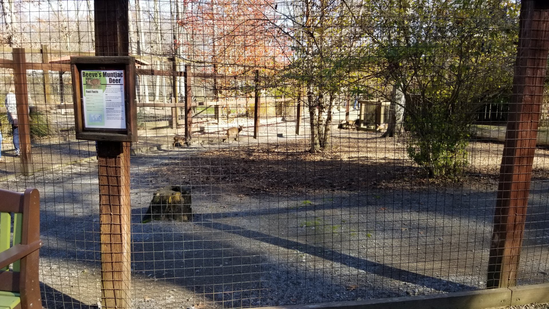 Living Treasures Moraine - Main Reeve's muntjac exhibit