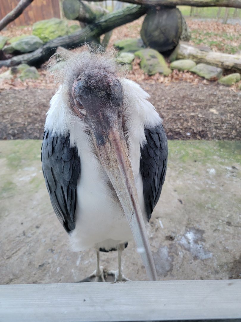 Living Treasures Moraine - Marabou stork