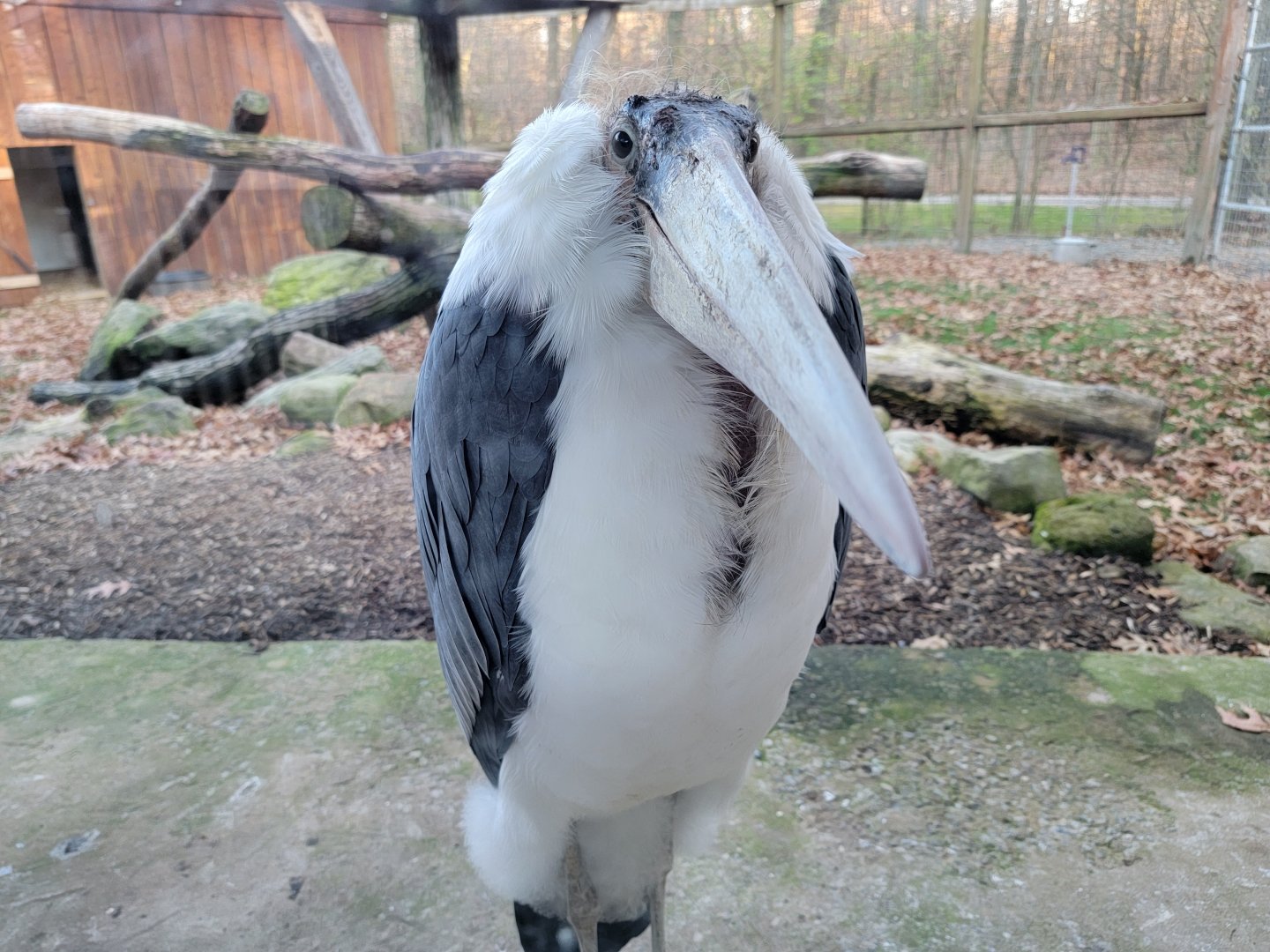 Living Treasures Moraine - Marabou stork