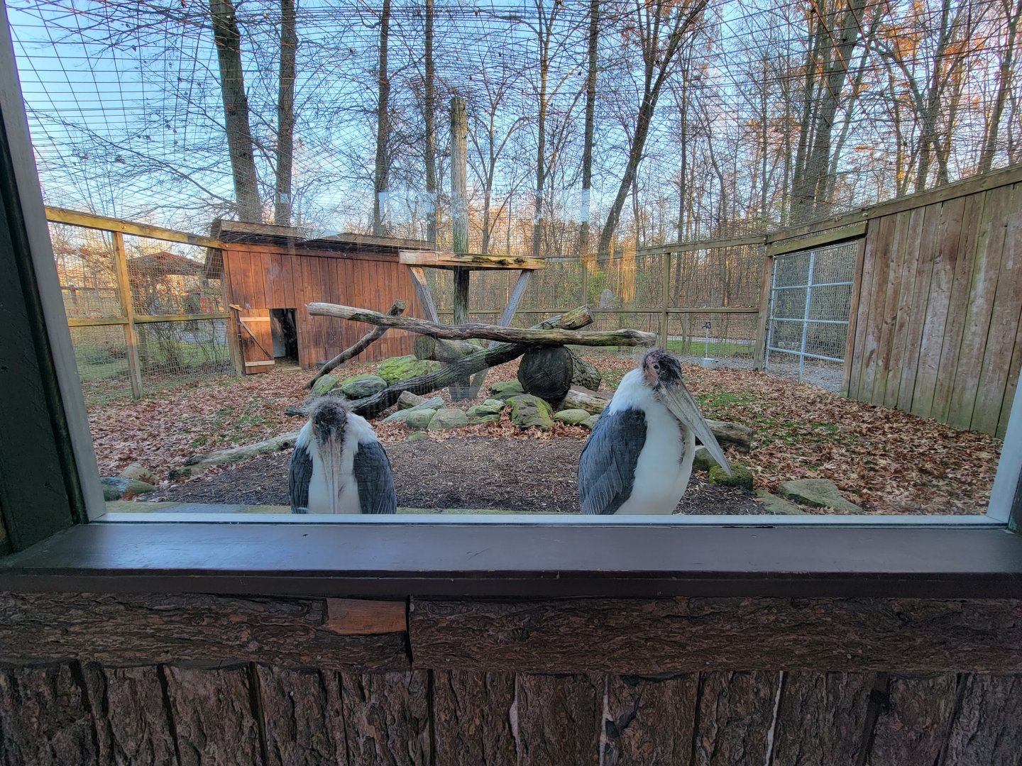 Living Treasures Moraine - Marabou storks