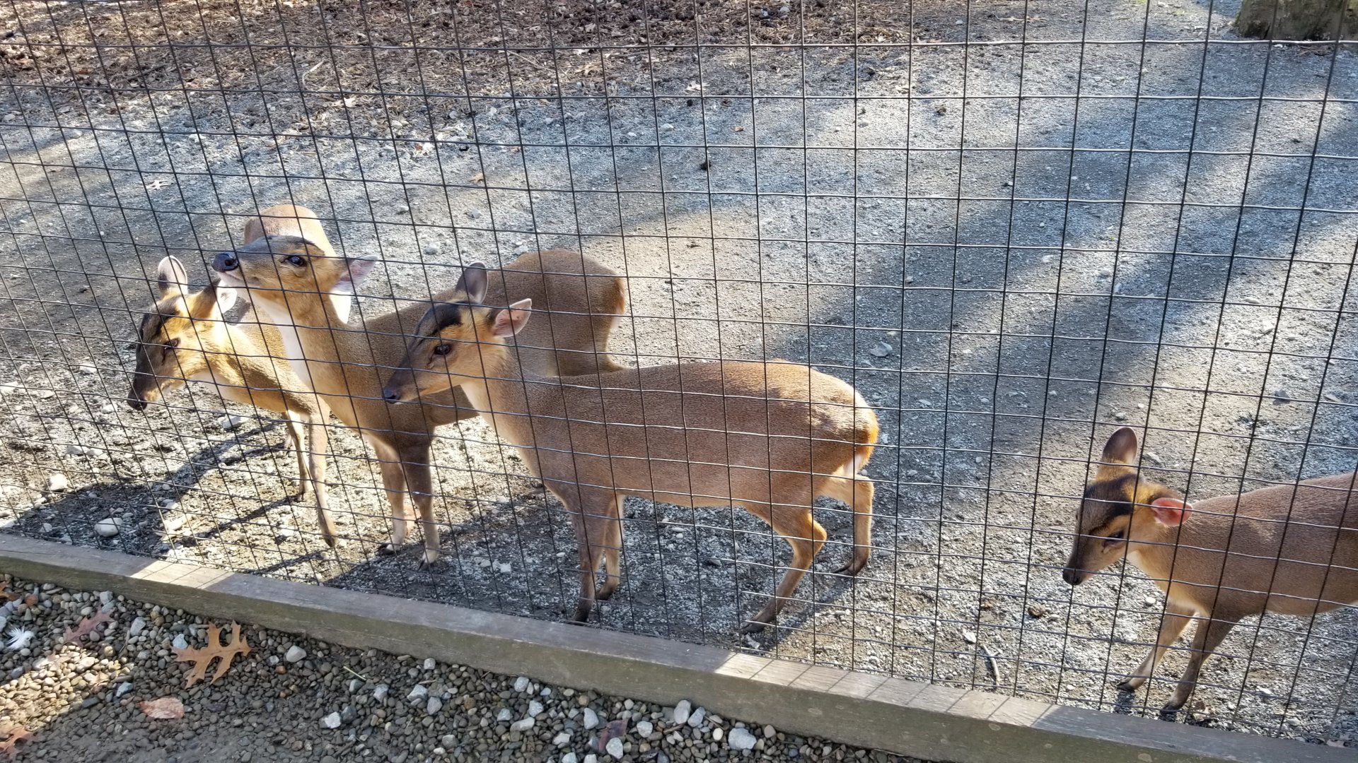 Living Treasures Moraine - Muntjac