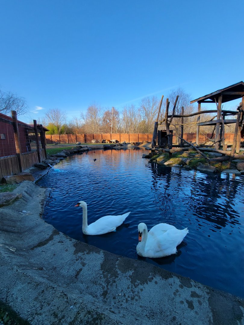 Living Treasures Moraine - Mute swans