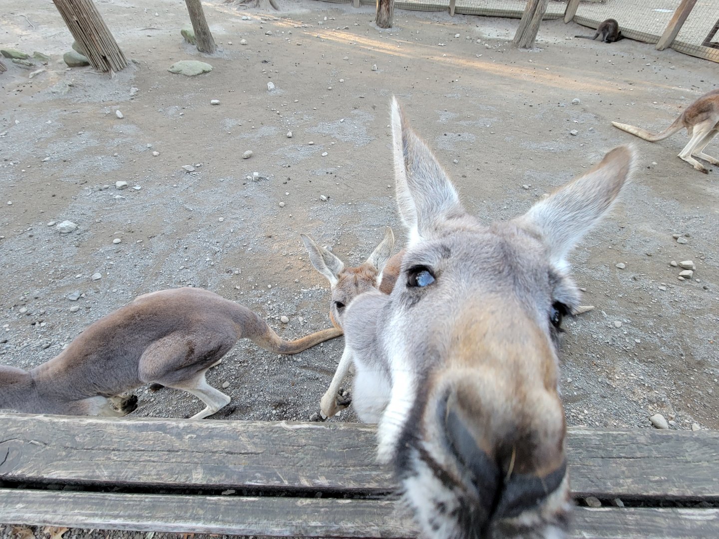 Living Treasures Moraine - Nosy red kangaroo