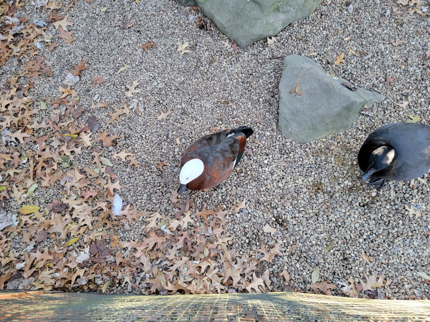 Living Treasures Moraine - Paradise shelduck pair
