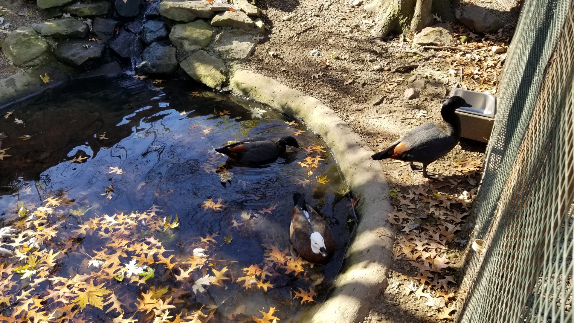 Living Treasures Moraine - Paradise shelducks