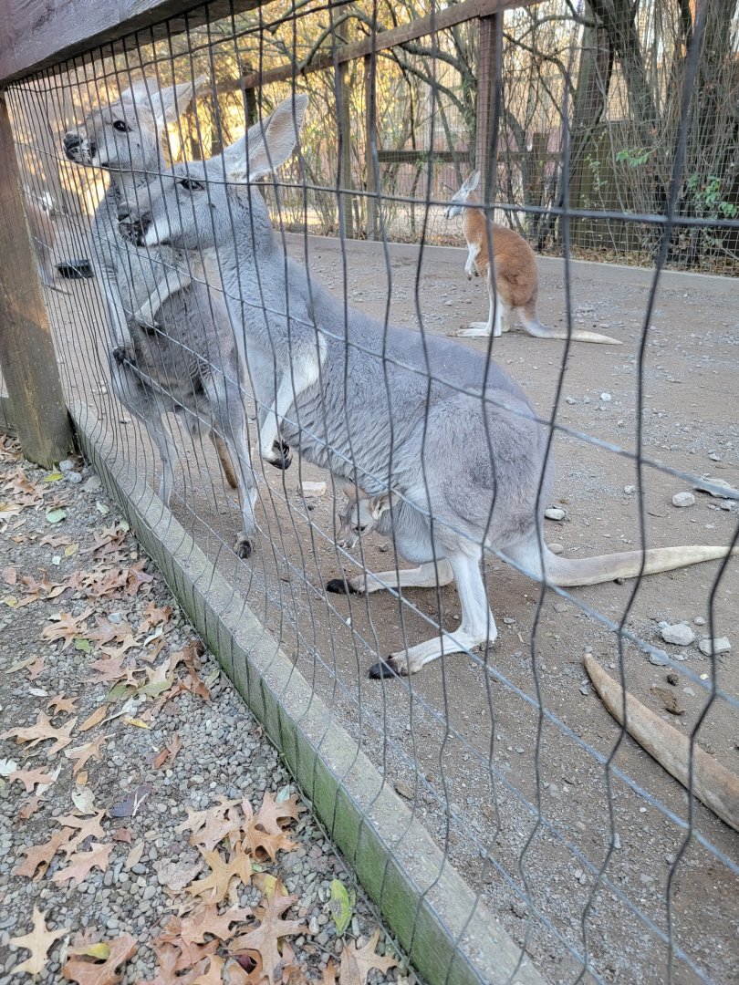 Living Treasures Moraine - Red kangaroo with joey