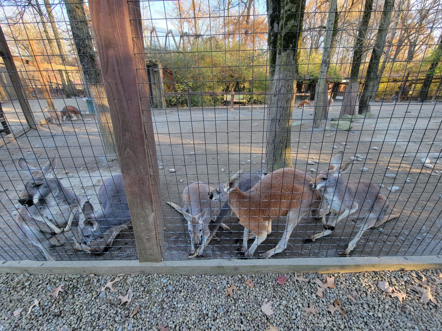 Living Treasures Moraine - Red kangaroos