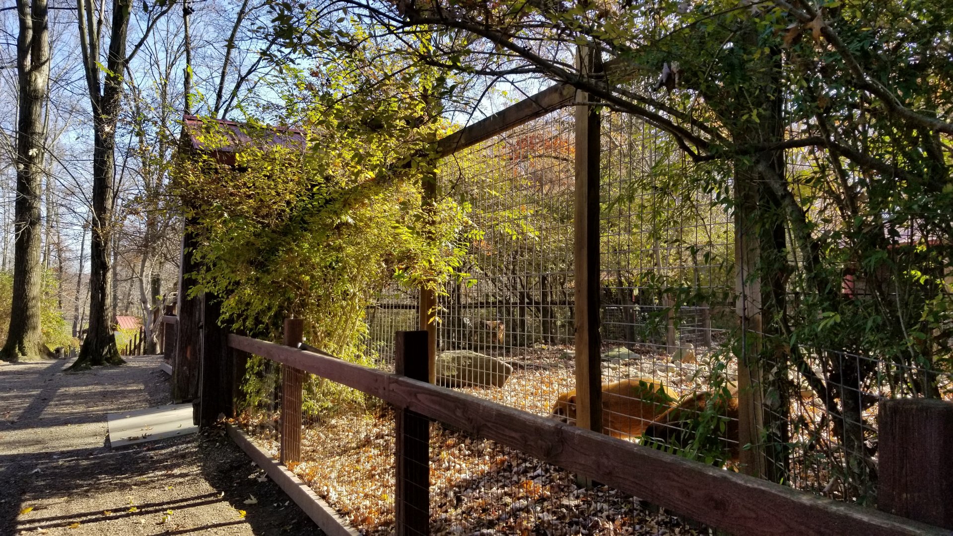 Living Treasures Moraine - Red river hogs