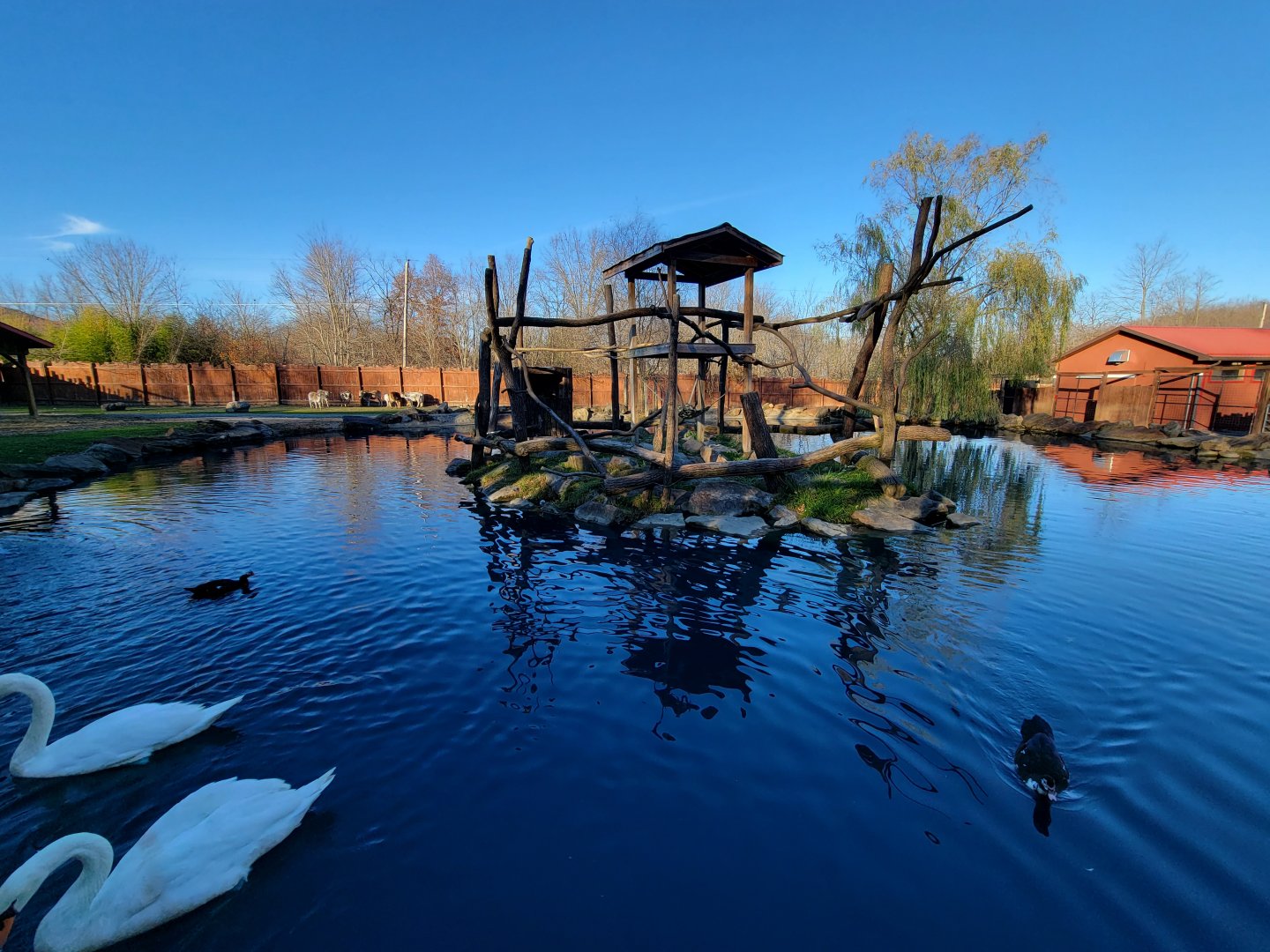 Living Treasures Moraine - Red ruffed lemur island