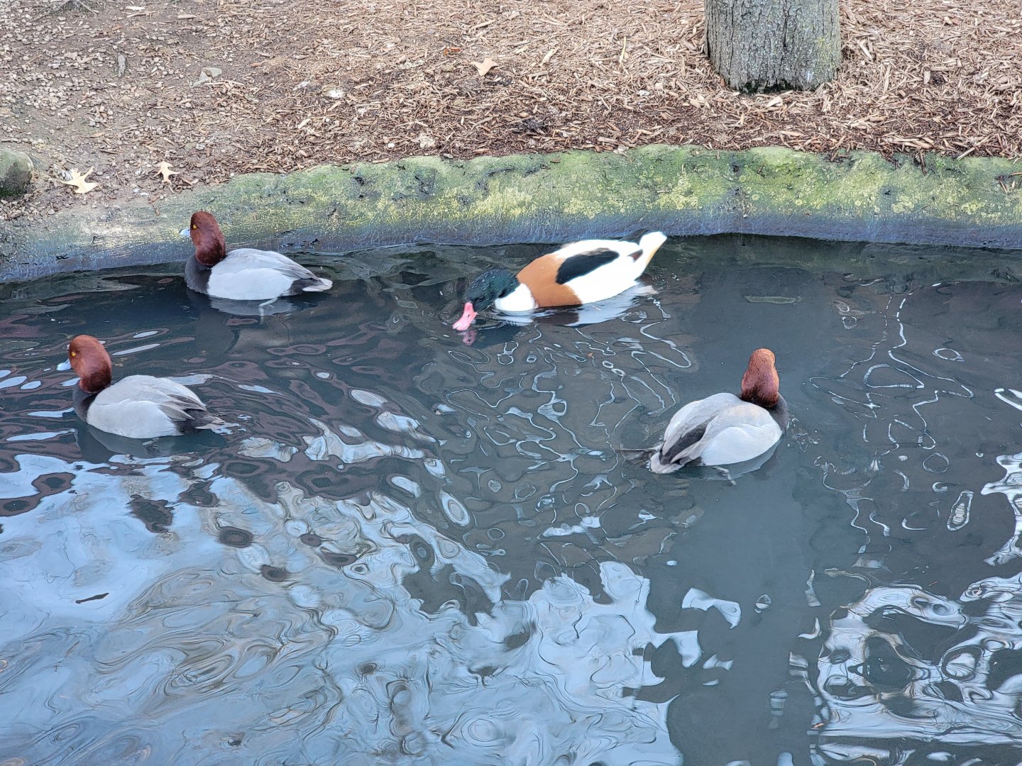 Living Treasures Moraine - Redheads and a male common shelduck