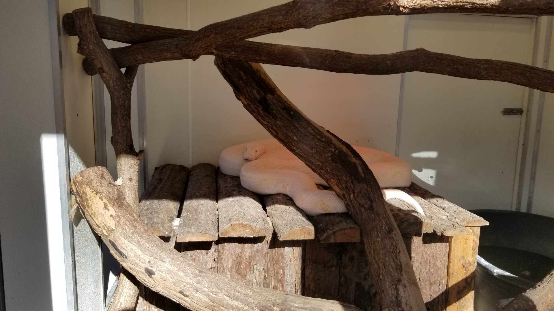 Living Treasures Moraine - Reticulated python