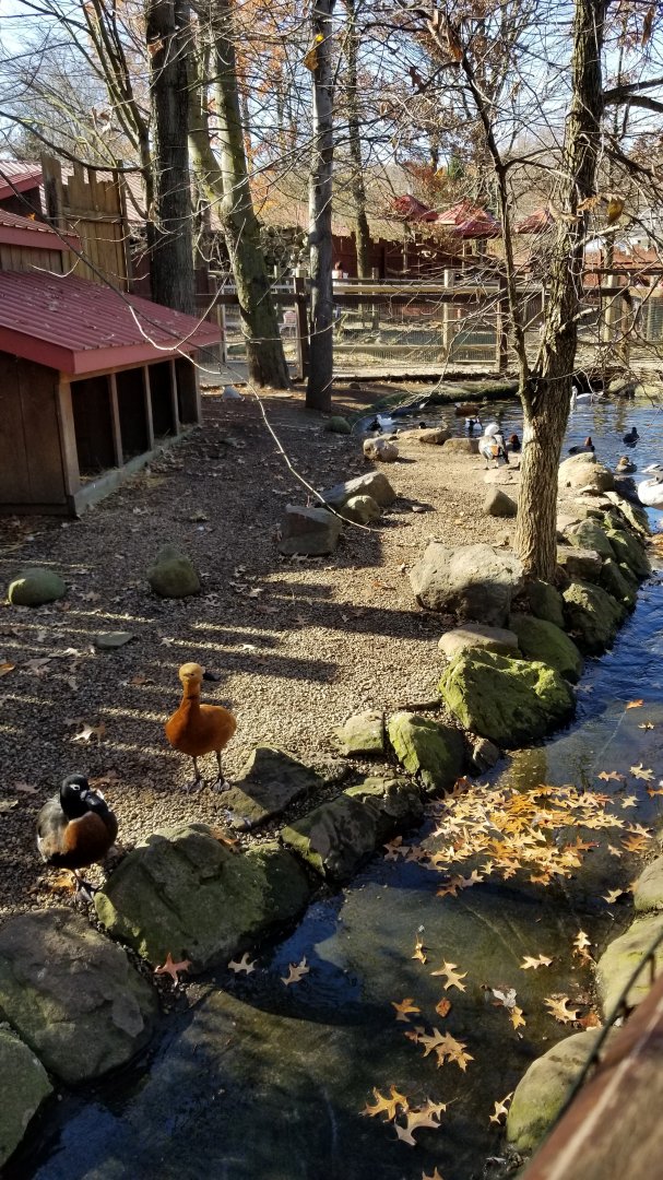 Living Treasures Moraine - Ruddy shelduck, Australian shelduck, others