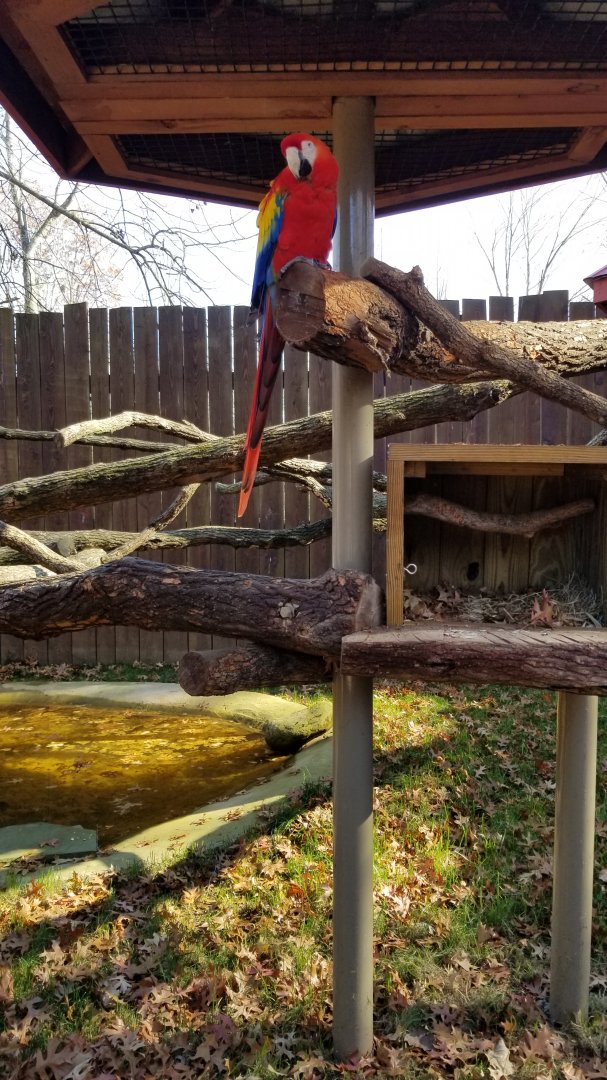 Living Treasures Moraine - Scarlet macaw