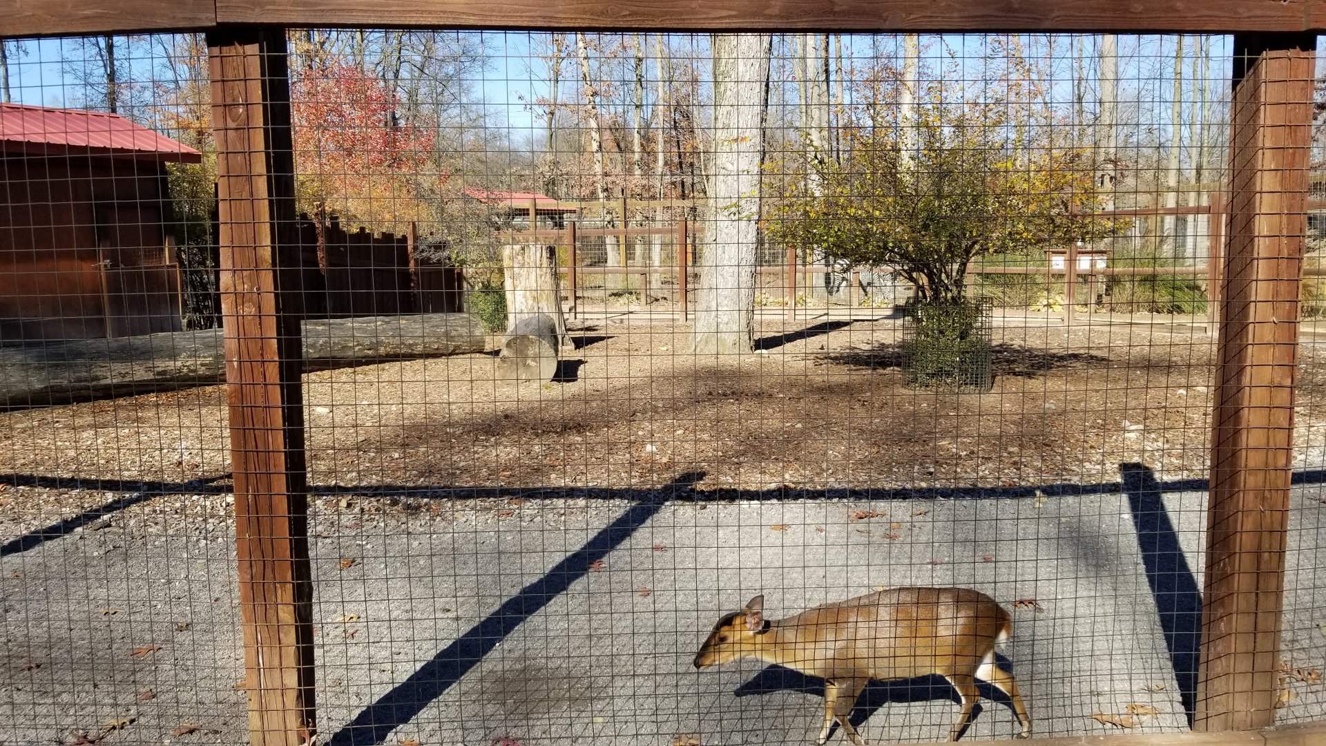 Living Treasures Moraine - Second muntjac exhibit