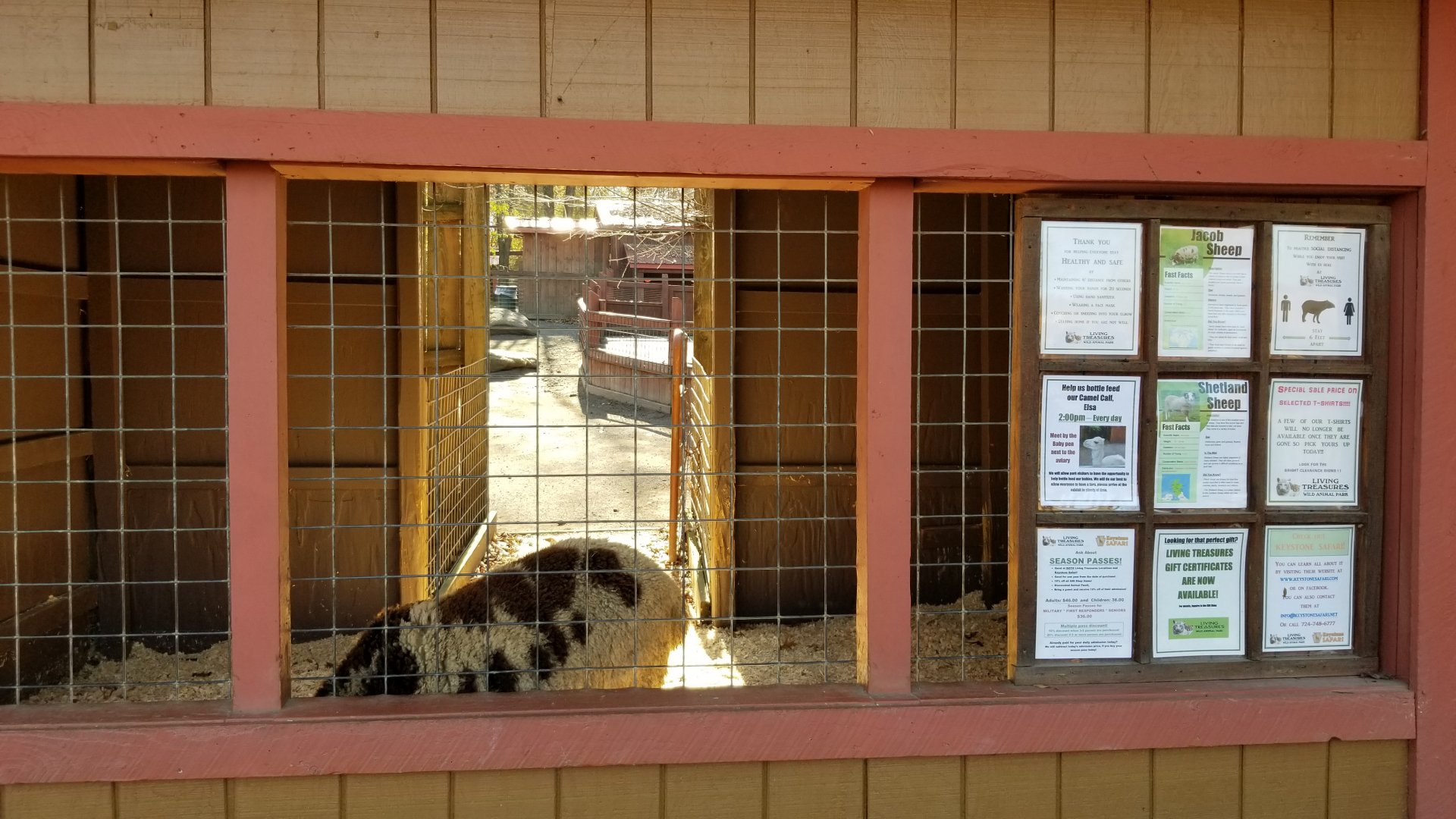 Living Treasures Moraine - Sheep