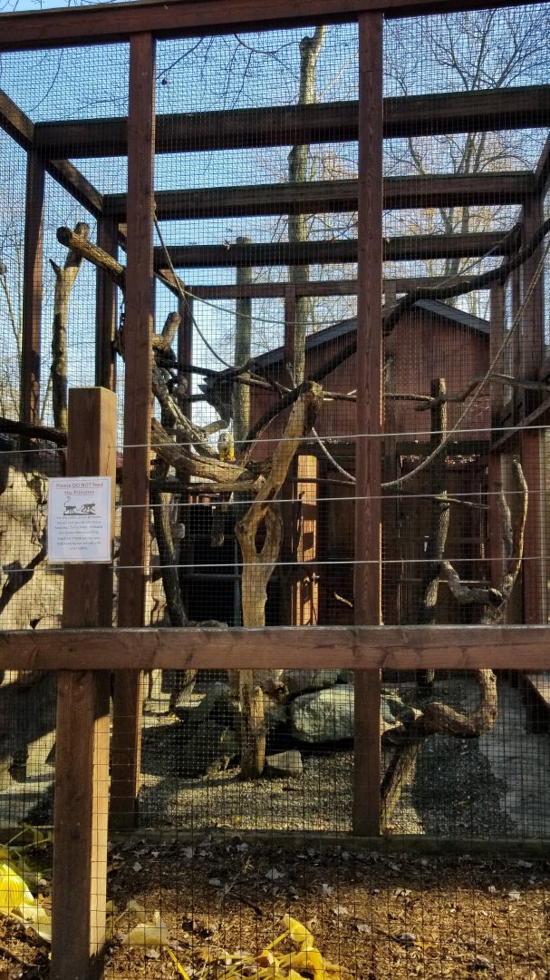 Living Treasures Moraine - Squirrel monkeys