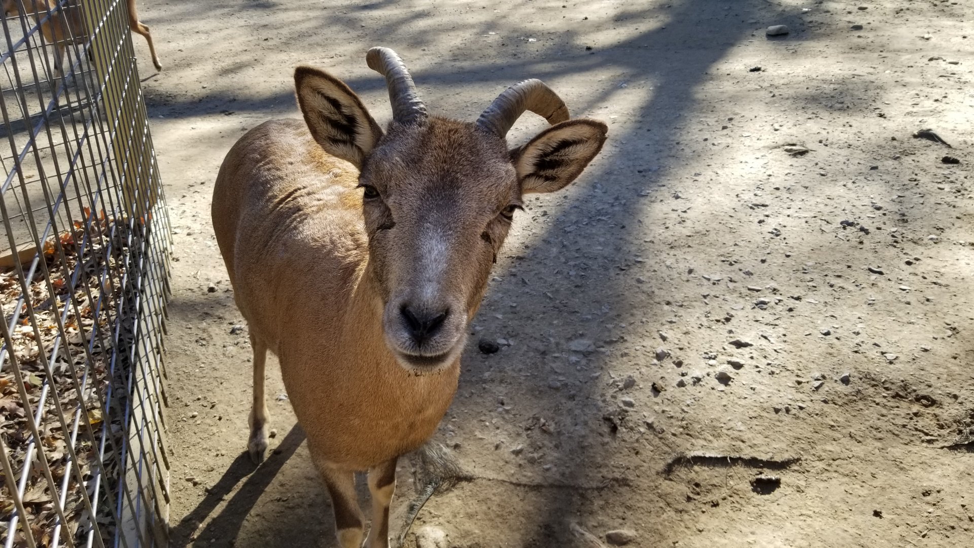 Living Treasures Moraine - Urial