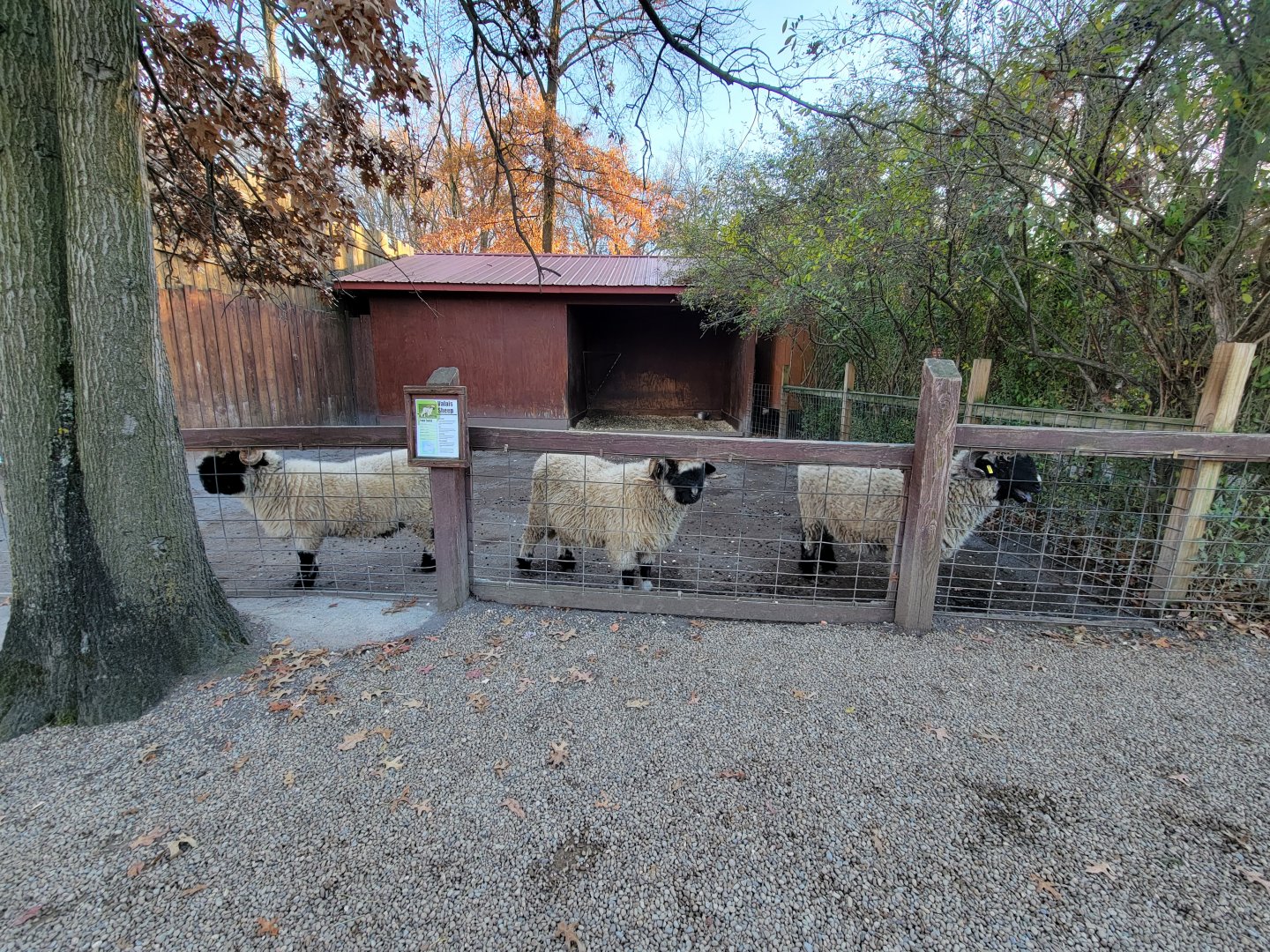 Living Treasures Moraine - Valais blacknose sheep