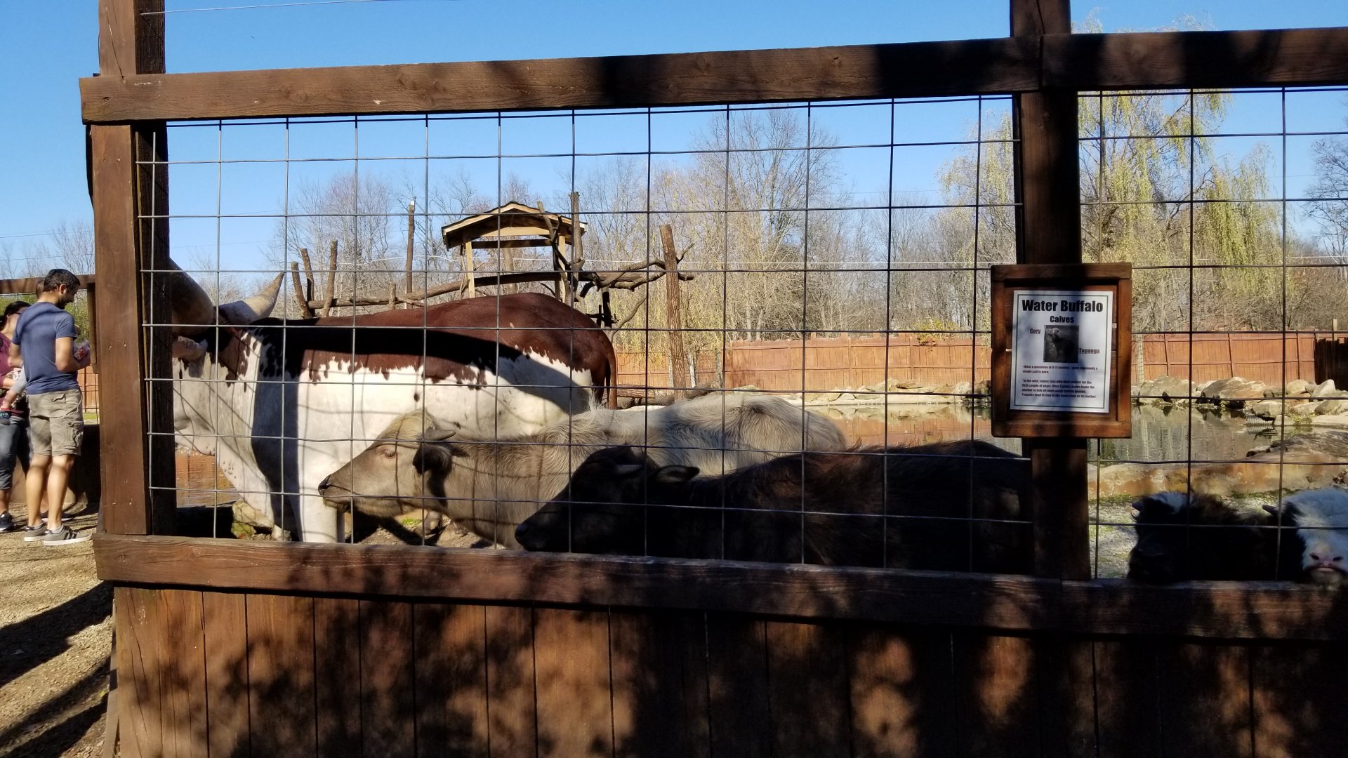 Living Treasures Moraine - Various bovids