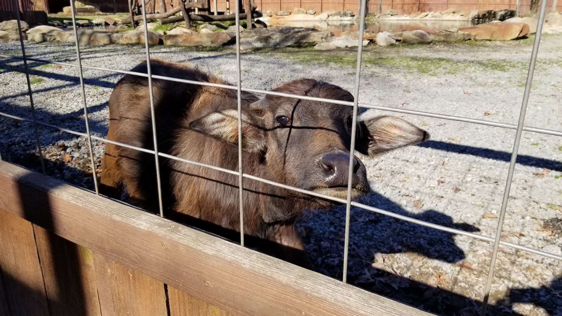 Living Treasures Moraine - Water buffalo calf