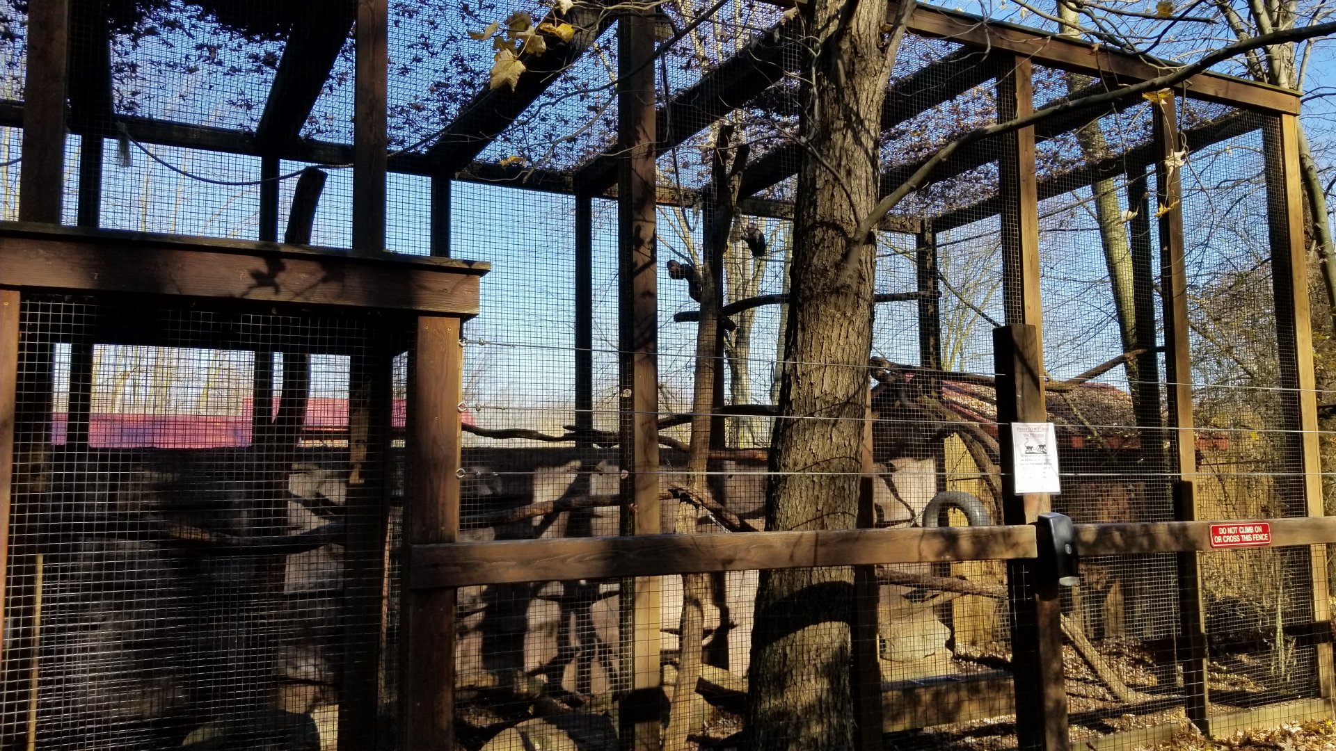 Living Treasures Moraine - White-faced capuchins outdoor