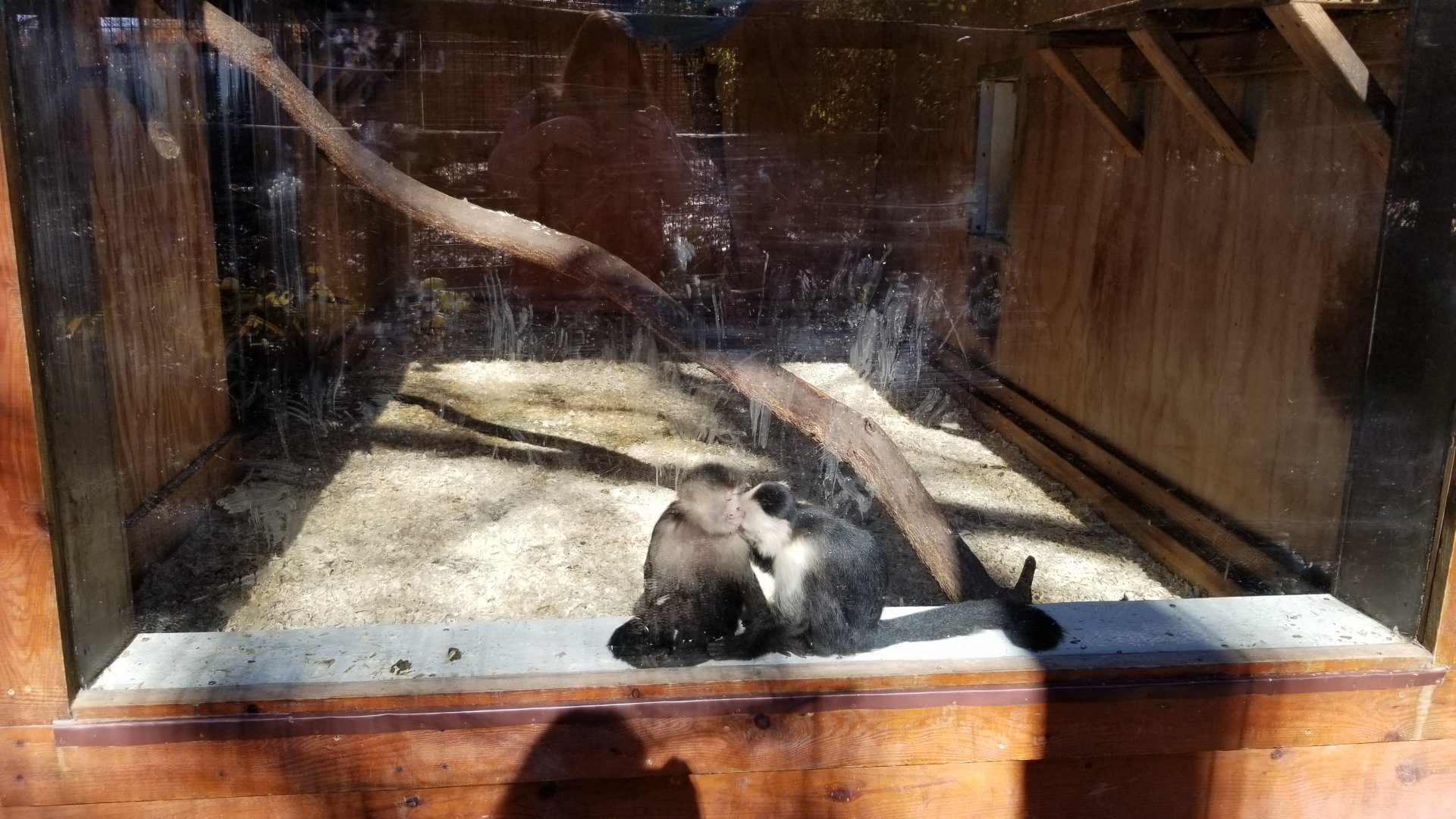 Living Treasures Moraine - White-faced capuchins