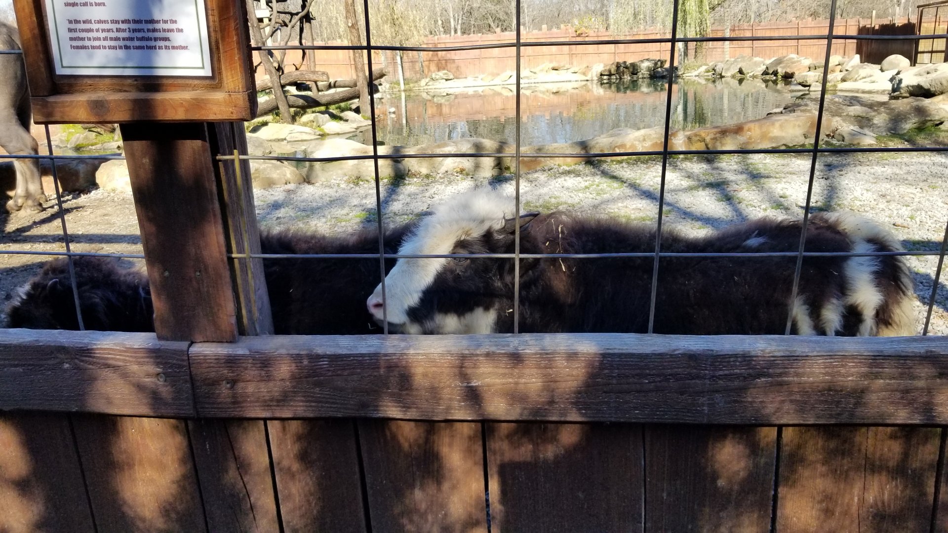 Living Treasures Moraine - Yak calf