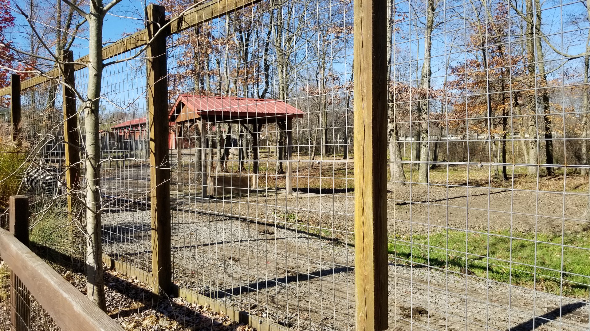 Living Treasures Moraine - Zebra and bongo yard