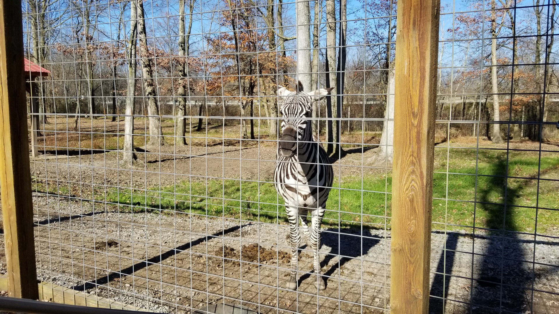 Living Treasures Moraine - Zebra