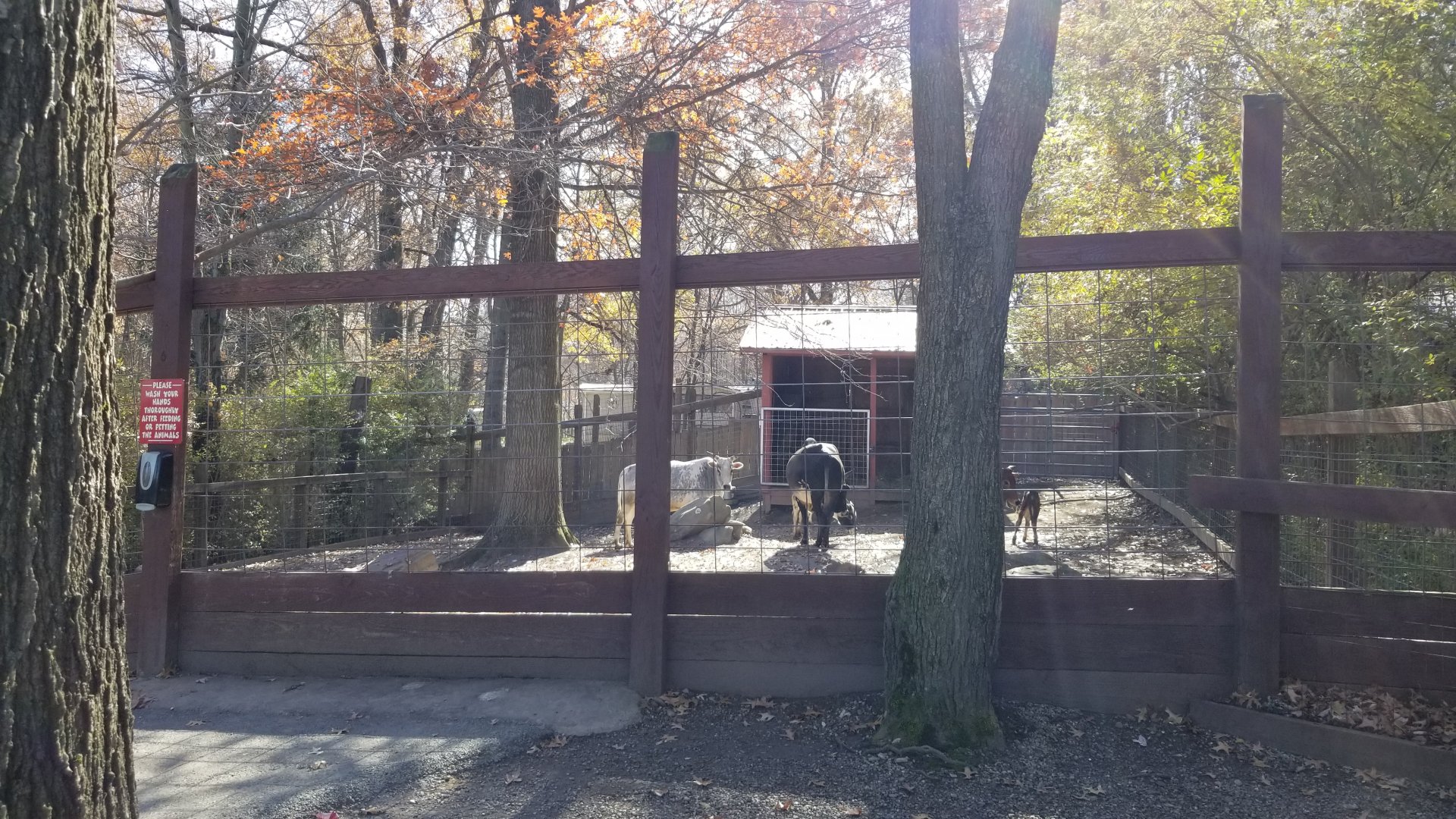 Living Treasures Moraine - Zebu