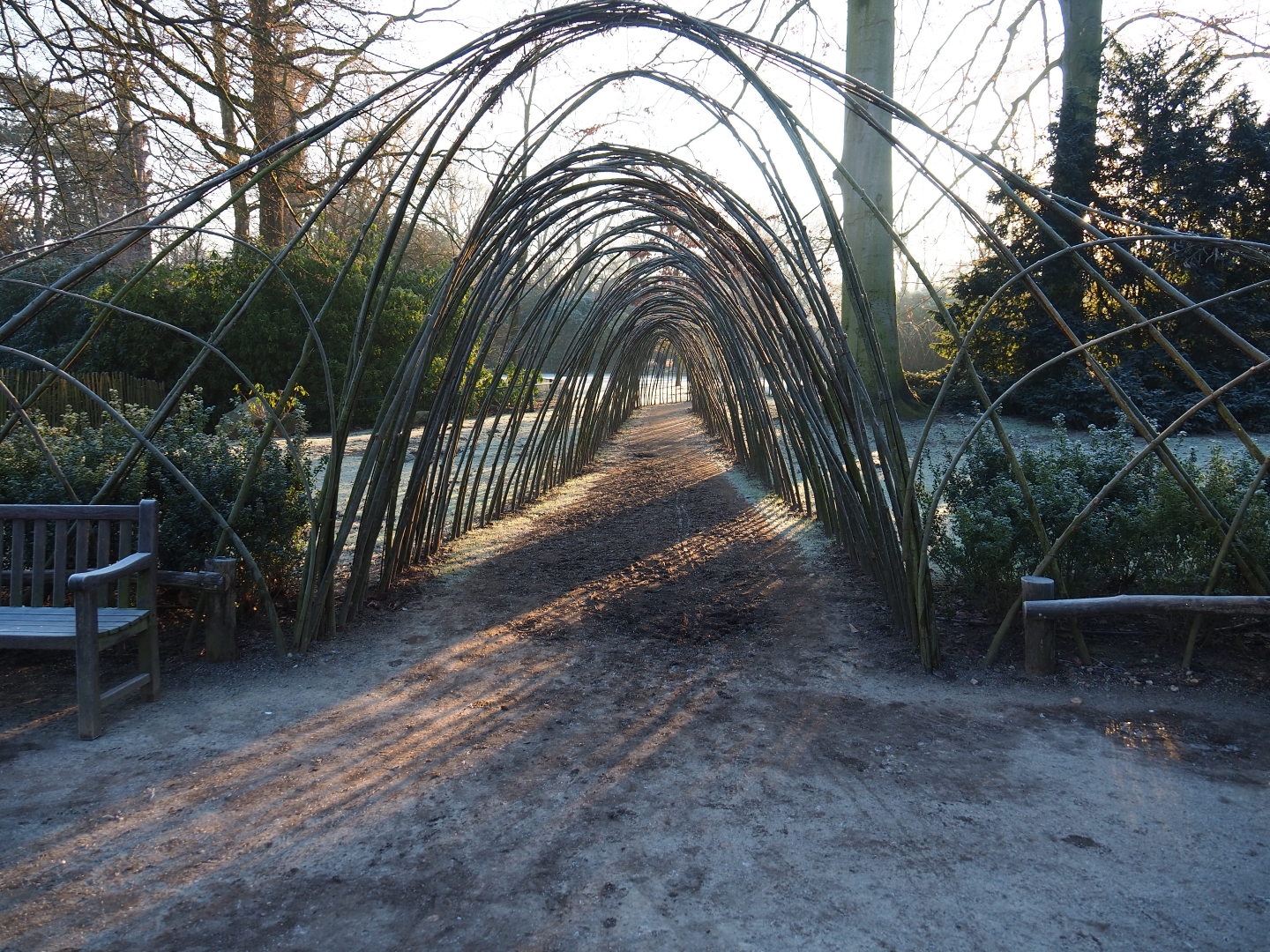 Living willow igloo (Jan 20th, 2019)