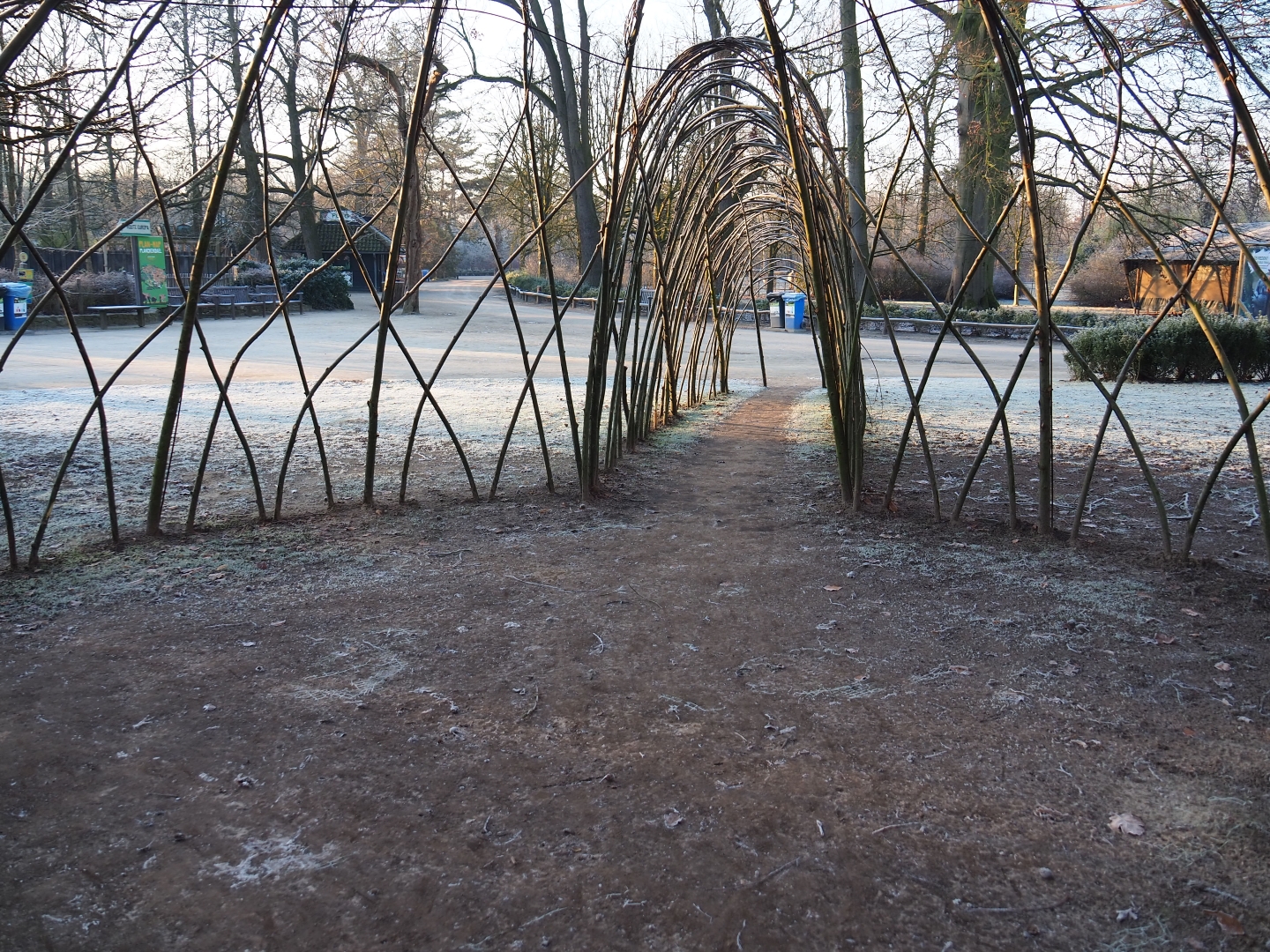 Living willow igloo (Jan 20th, 2019)