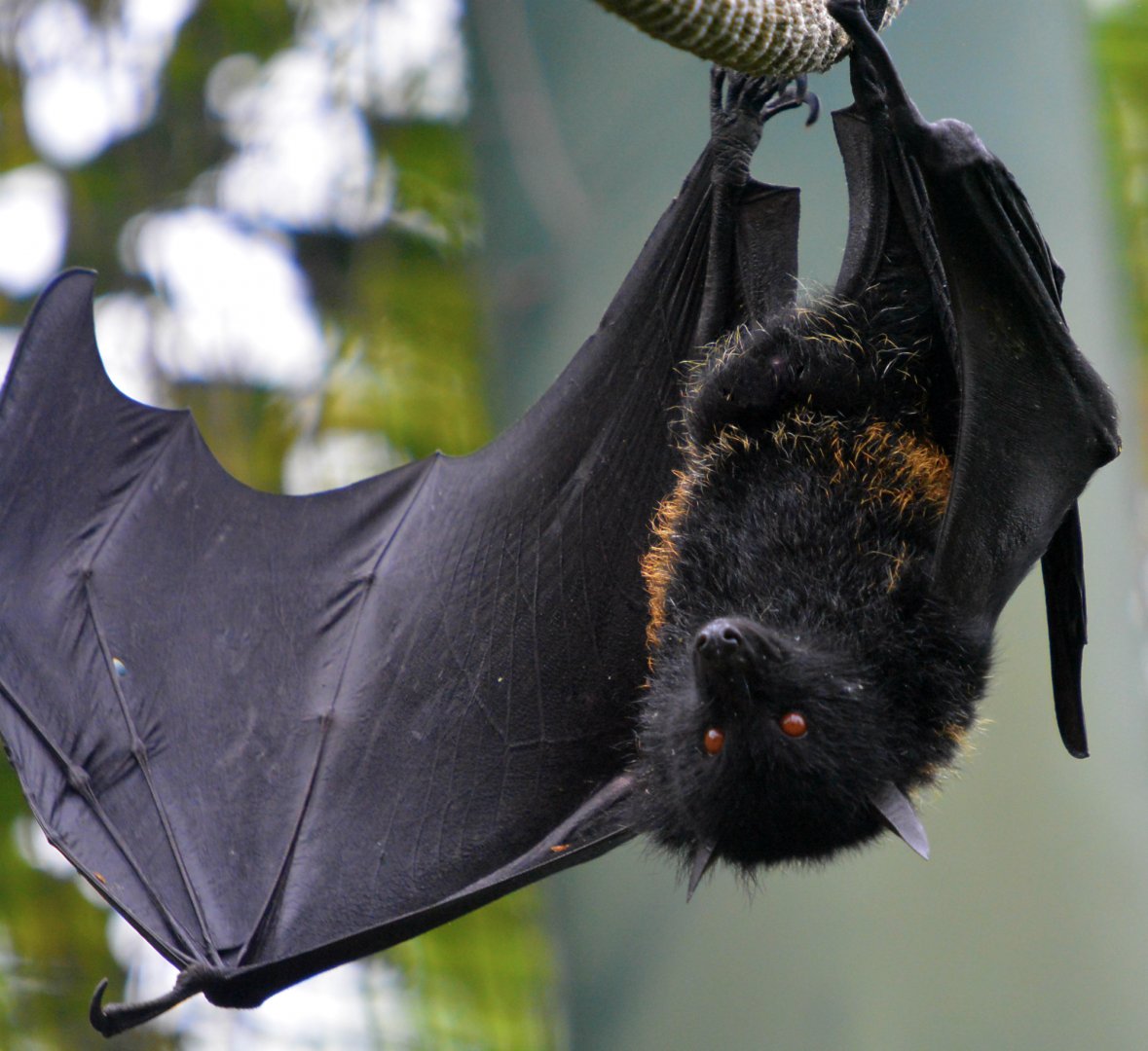 Livingstone Fruit Bat