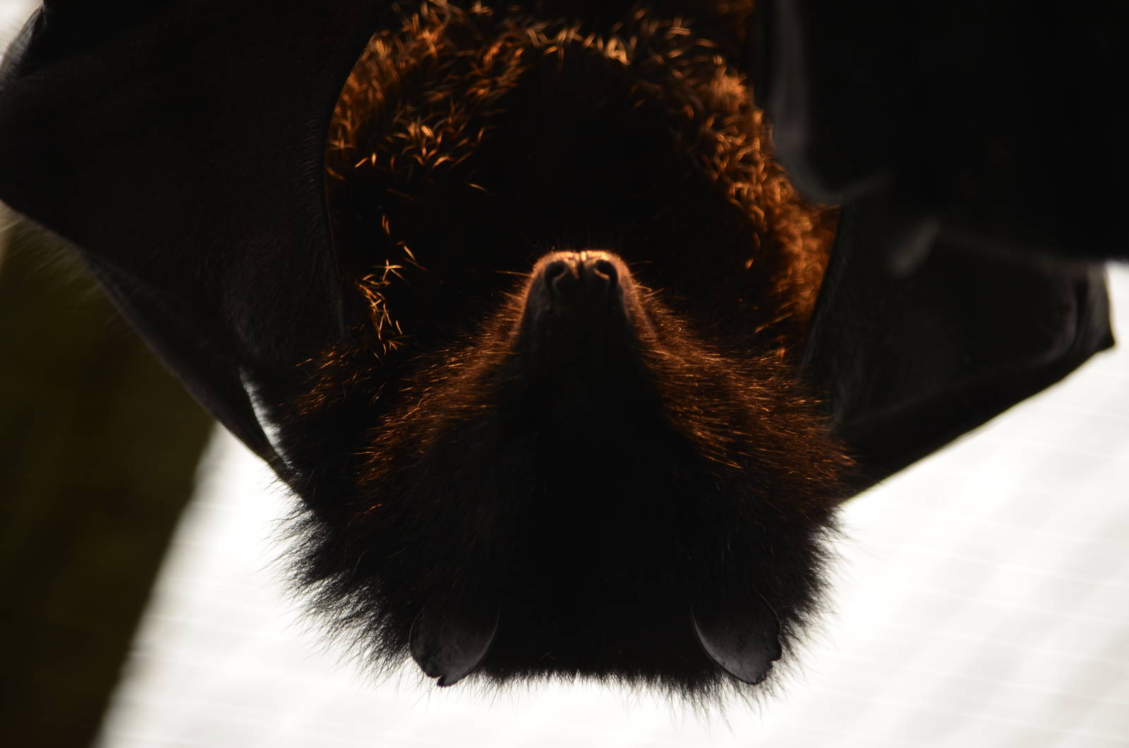 Livingstone fruitbat (Pteropus livingstonii)