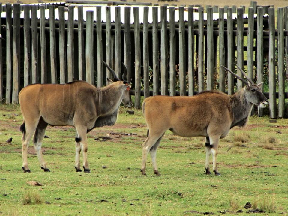 Livingstone's Eland