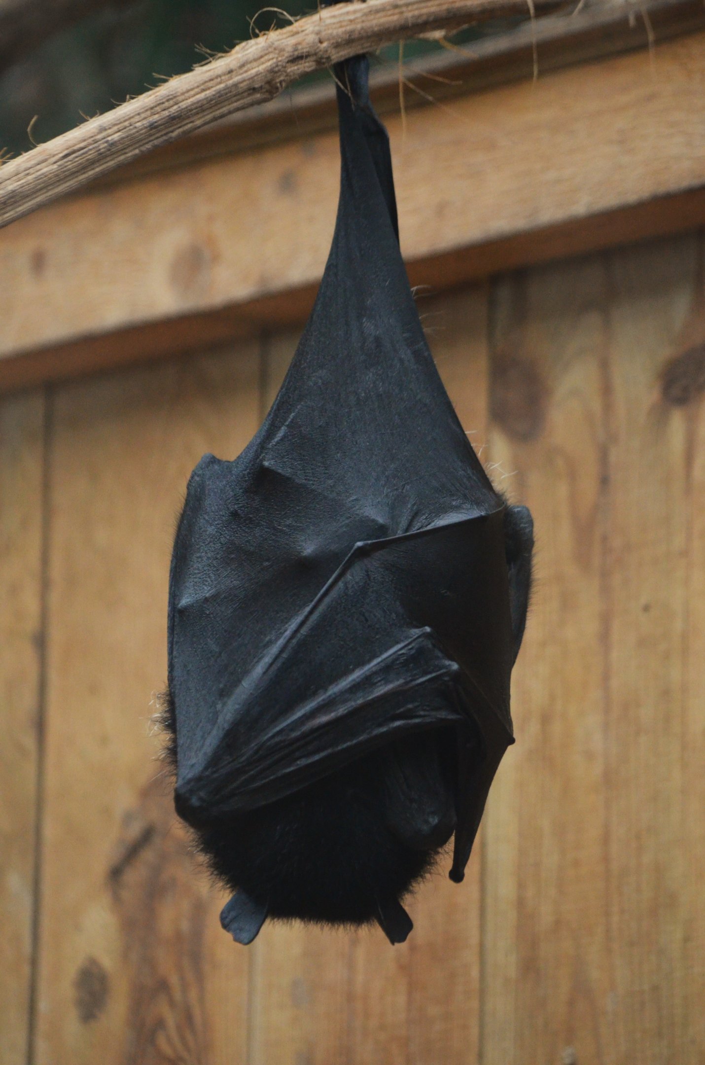 Livingstone's Flying Fox at Biotropica, 16/06/18